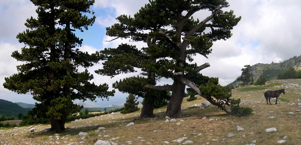 Panoramiche dal Pollino